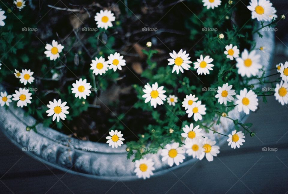 Color film; daisies at my grandparents’ house