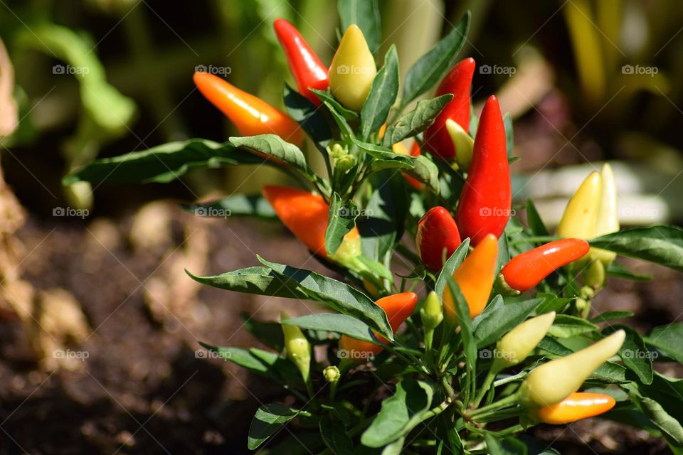 Chili tree and chili peppers