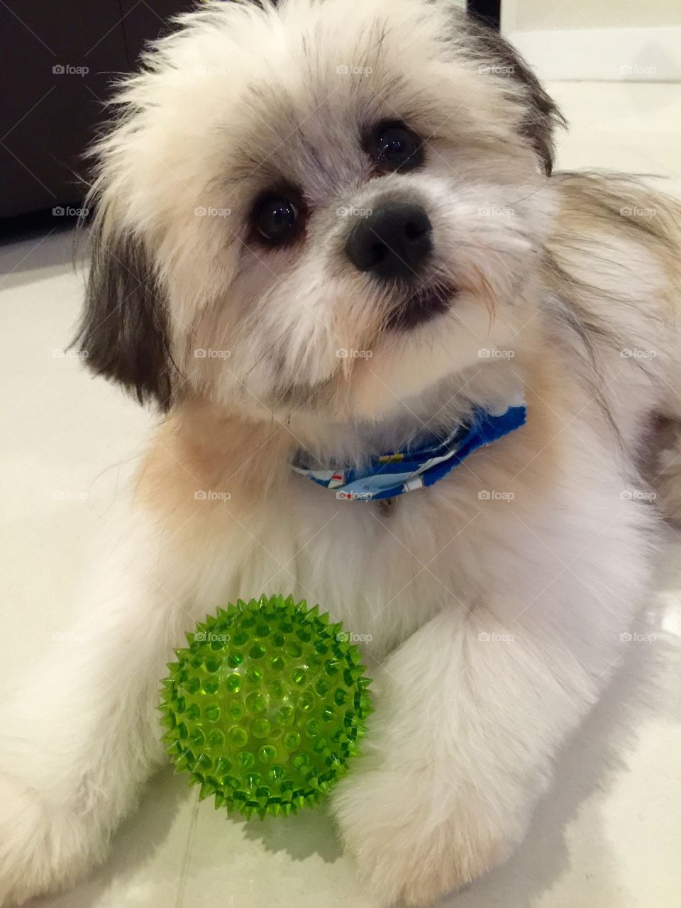 Shiranian dog . Shiranian dog laying down on the floor with green ball