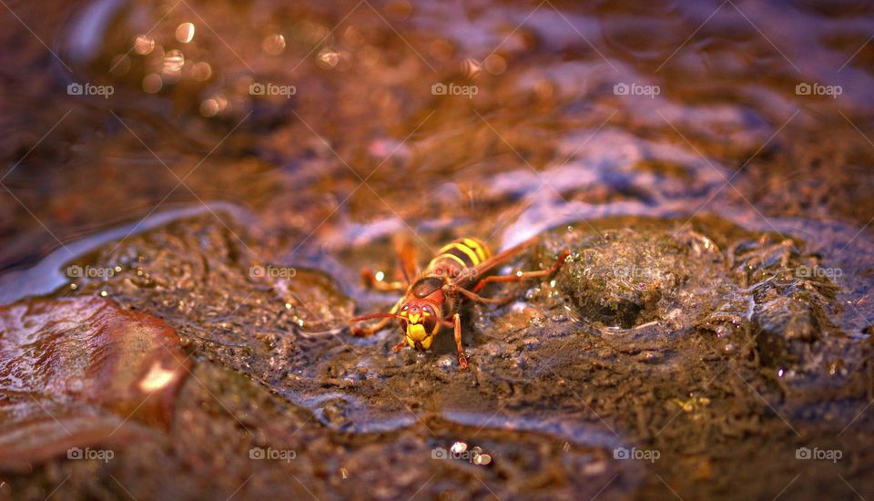 A yellow jacket resting by the river while it quenches its thirst.