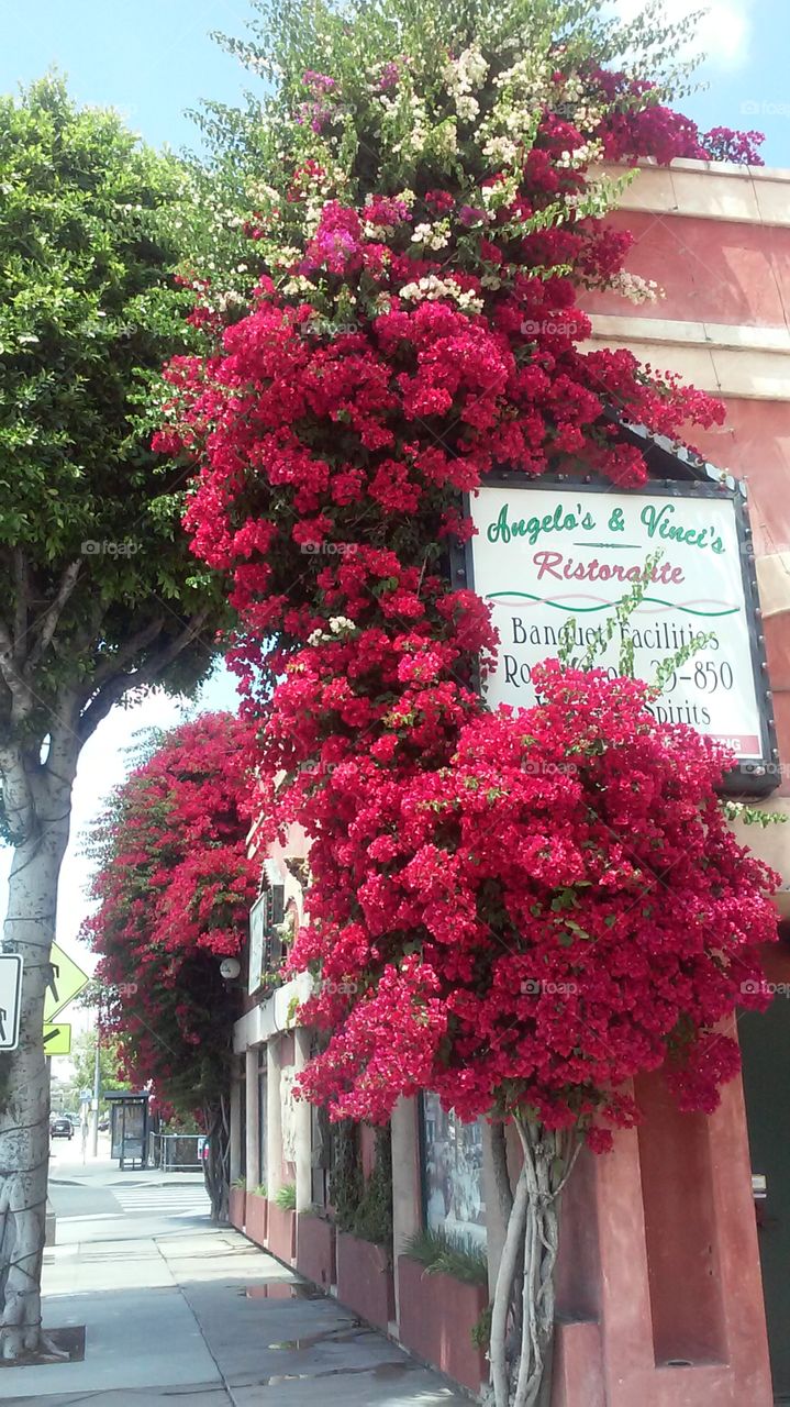 Floral Entrance