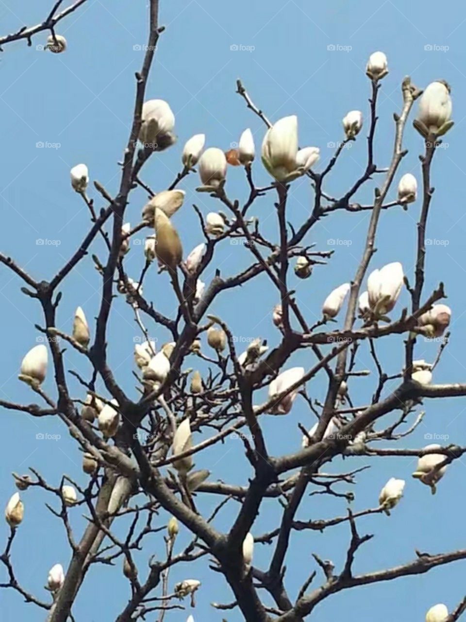 绽放纯洁自由ازهر حرية نقيةMekar kebebasan murni/Kebebasan murni mekar