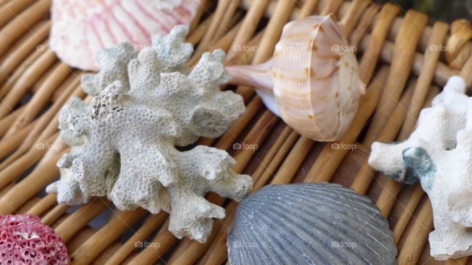 seashells on wicker with coral