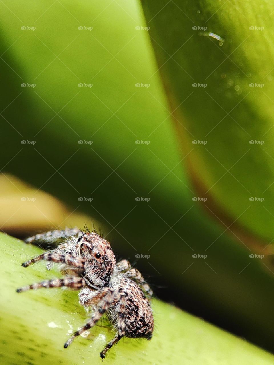 Jumping Spider