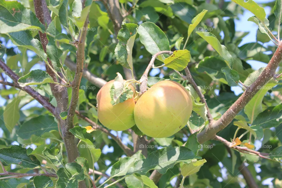 apple