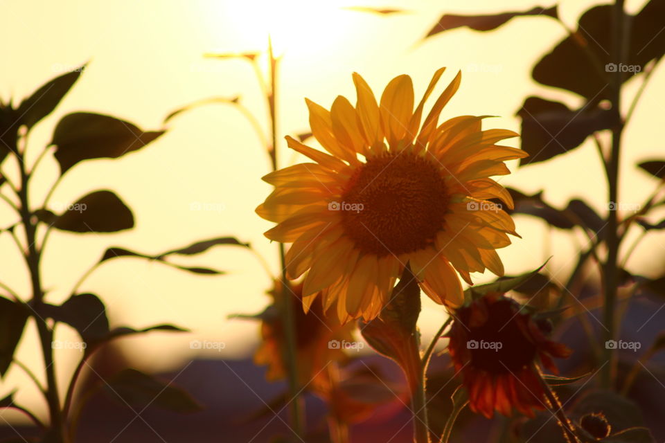 sun down sunflower