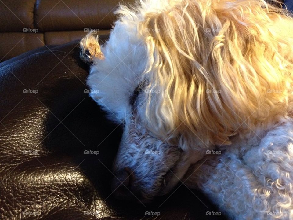 Sleeping poodle. My apricot poodle Maxwell we rescued. He's loved by all and is now a happy little guy!