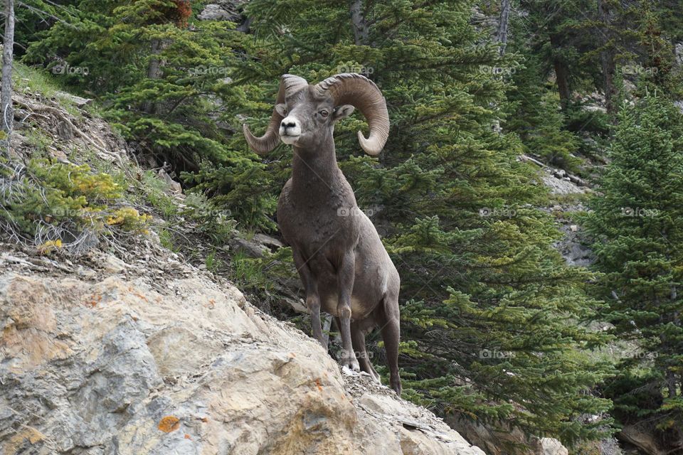 Local wildlife in Canada 🇨🇦