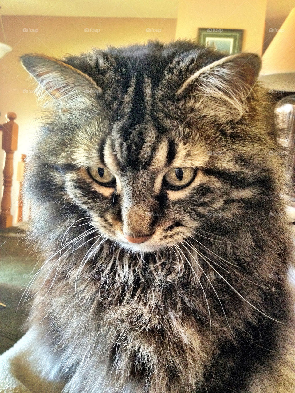 house cat hungry looking by stykellee