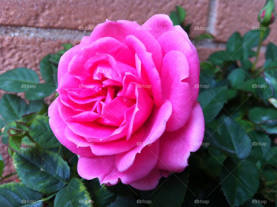 Una rosa del nostro balcone 