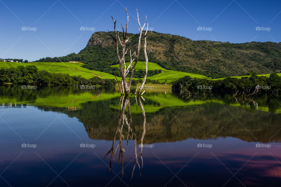 tea plantation on hills with a lake in the foreground