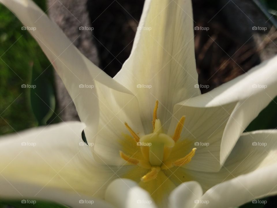 white tulip