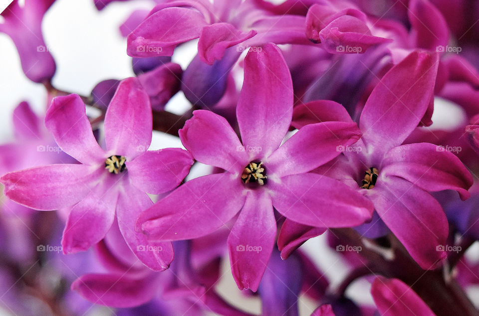 purple flowers