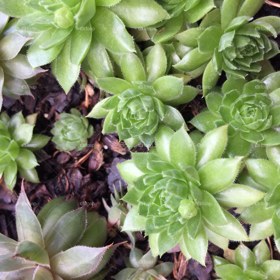 Succulents 