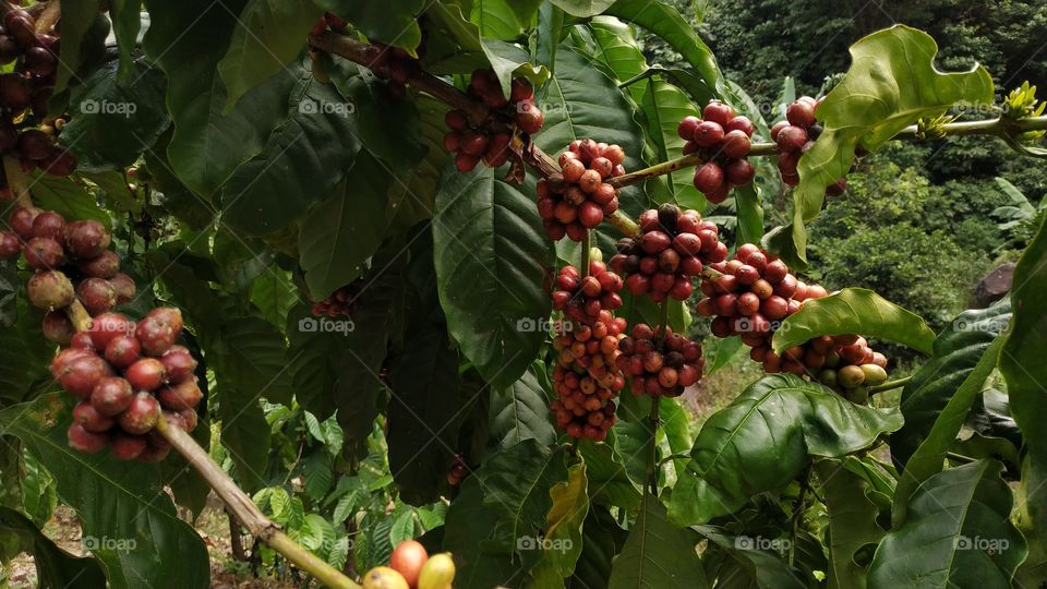 Coffee fruits