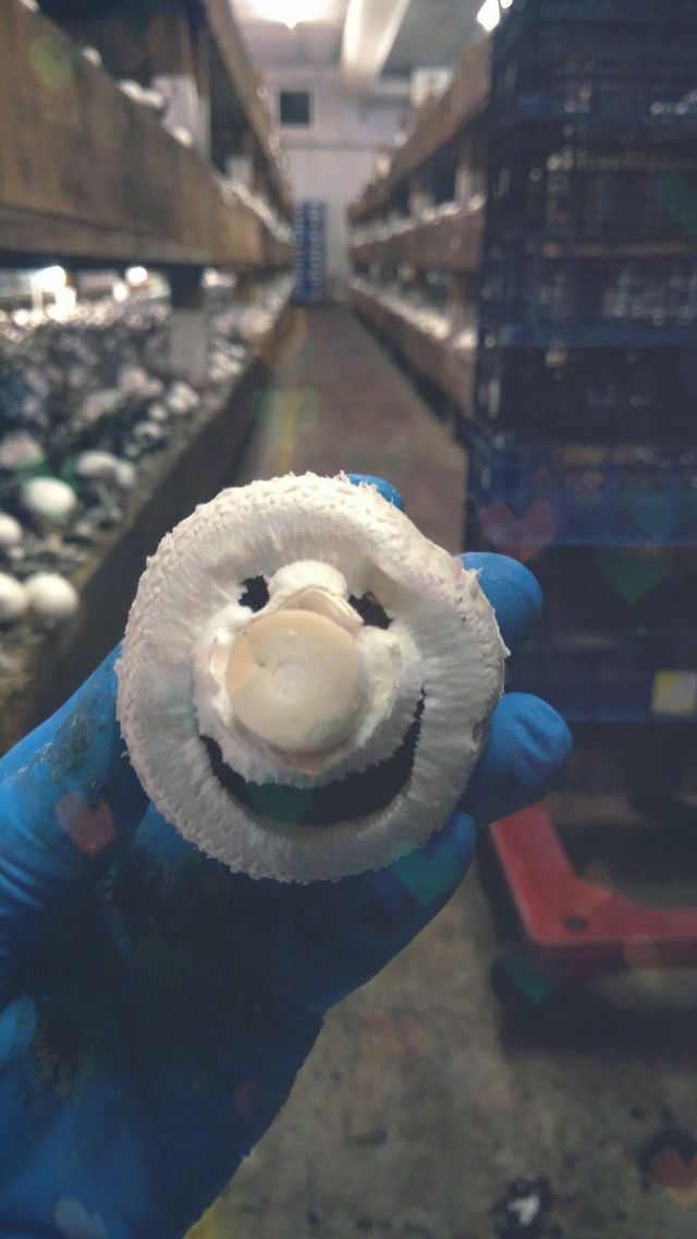 mushroom