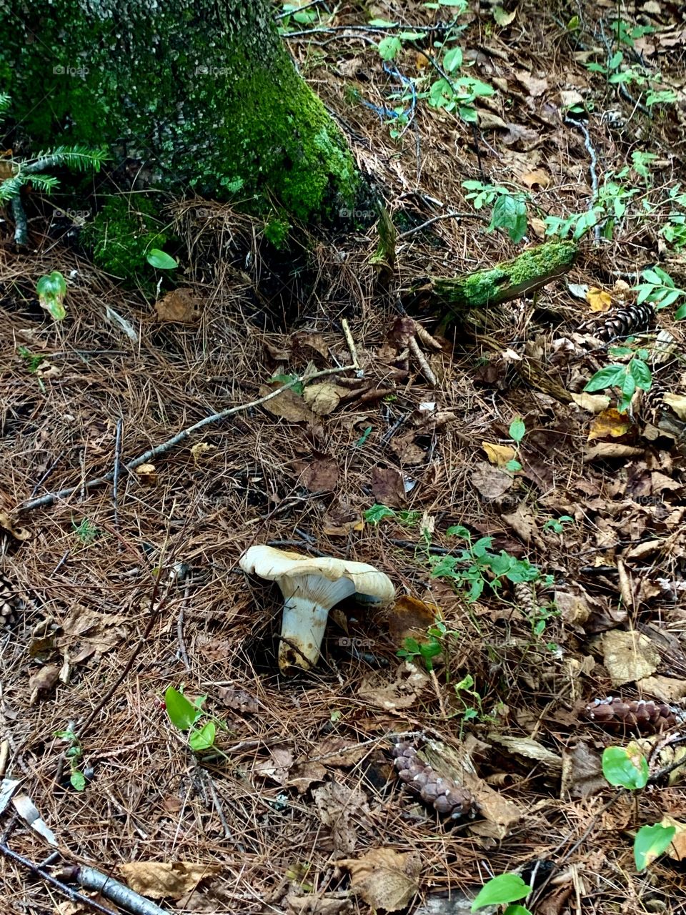 Mushroom of a Laurentian forest in Quebec