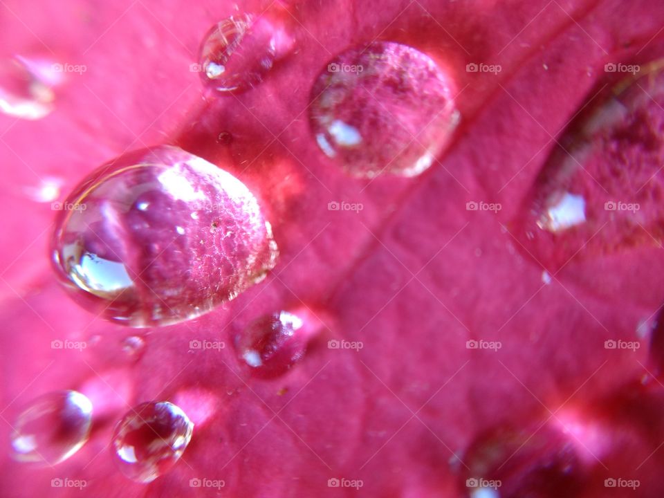 Details of drops of water on a leaf
