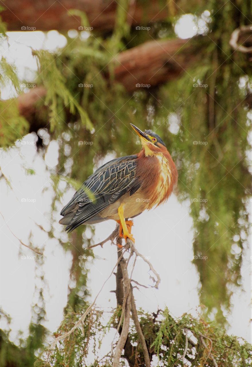 close up of a bird sitting in a tree