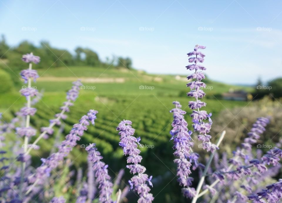 Summers in France