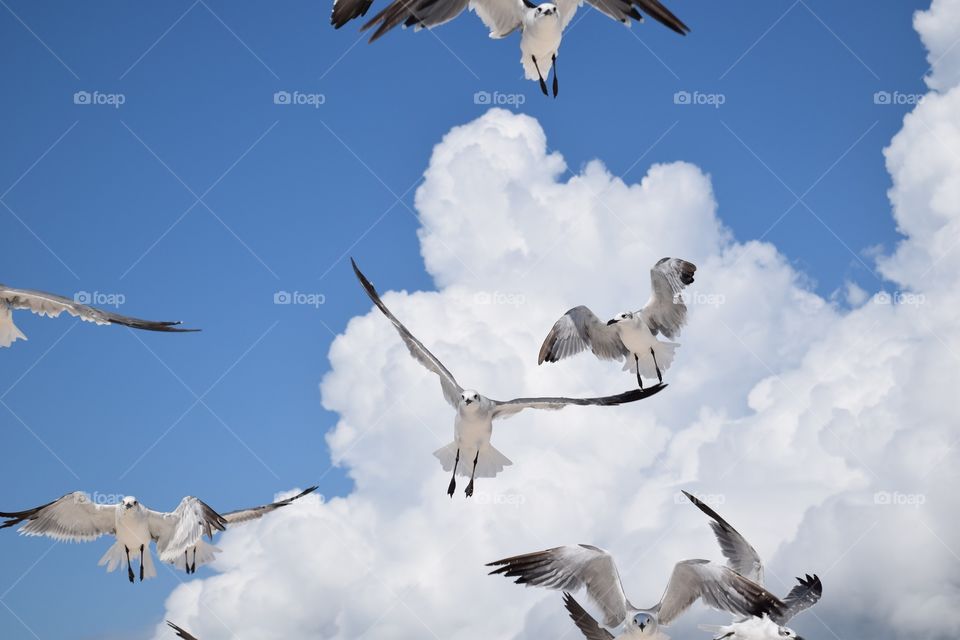 Seagulls flying in sky