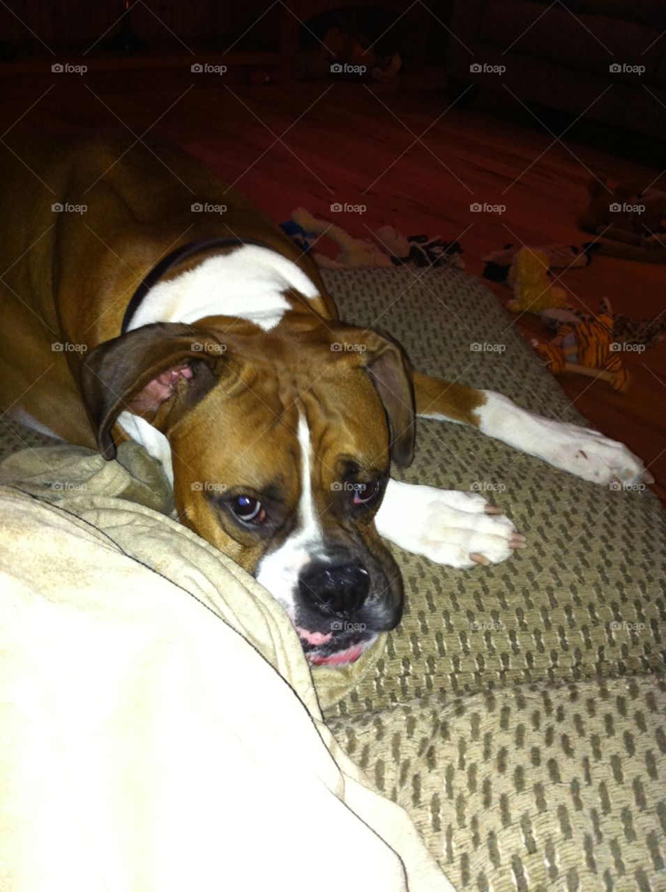 Let's go to bed boxer