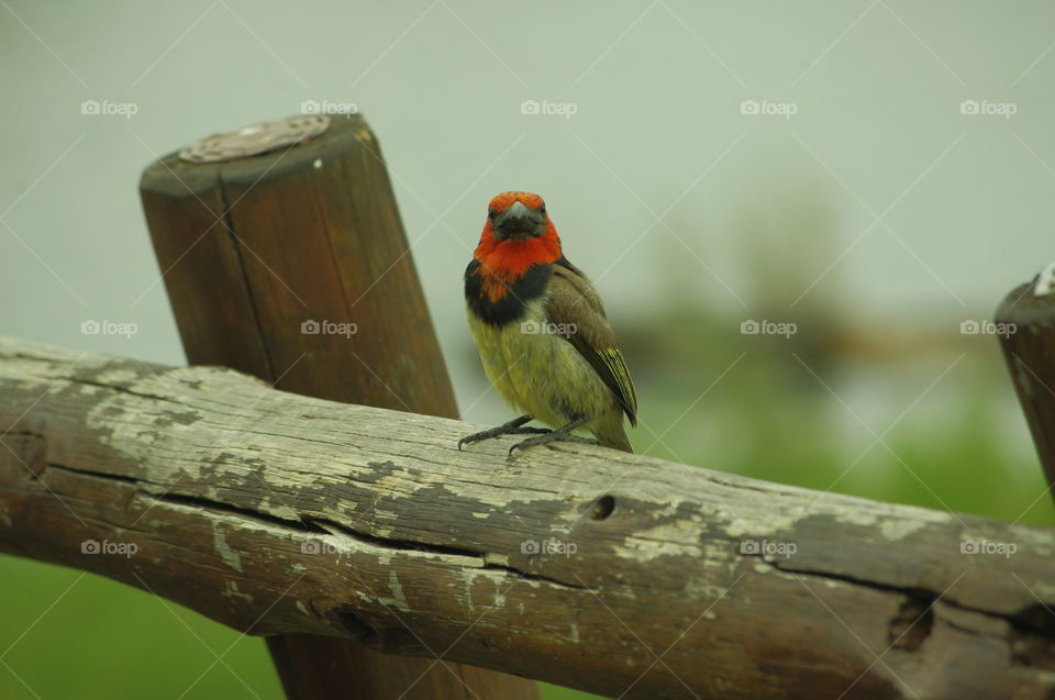 South African bird