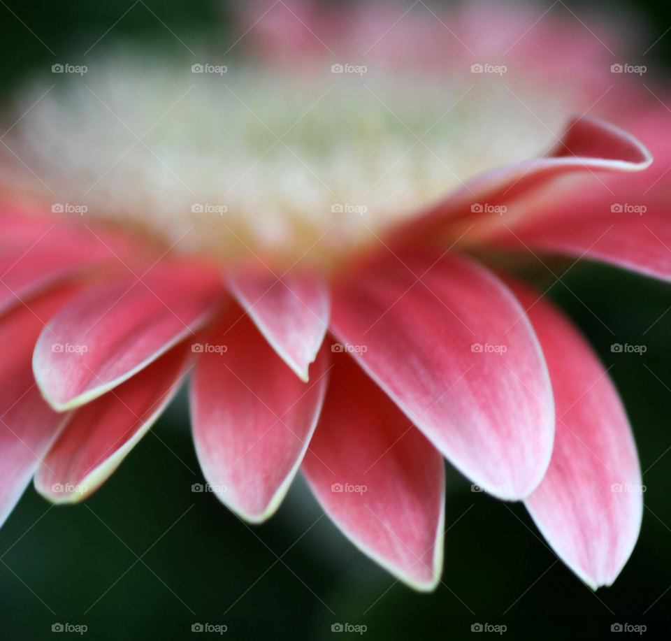 flower pink flower flower macro by lightanddrawing