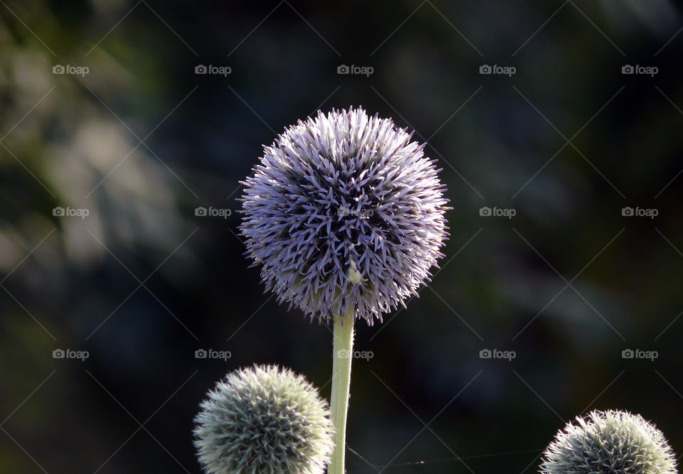 Closeup of wild flower growing outdoors.