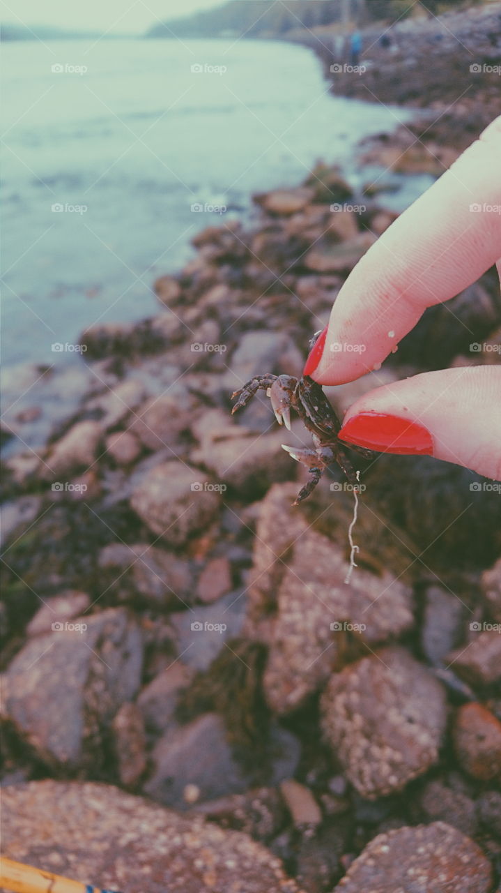 Red nails holding crab