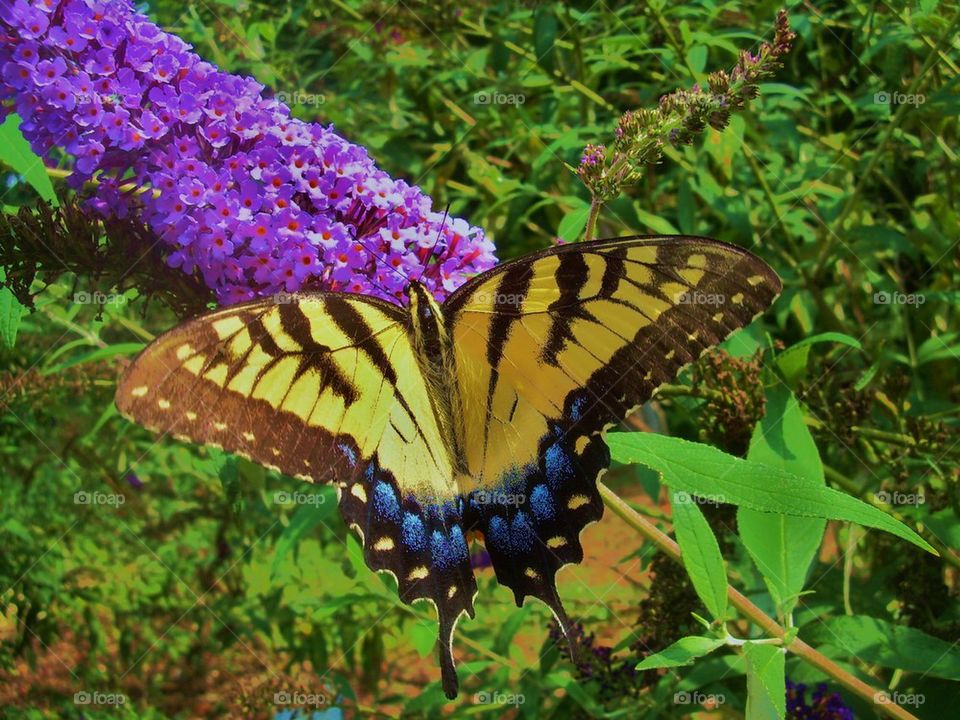 Yellow and blue butterfly