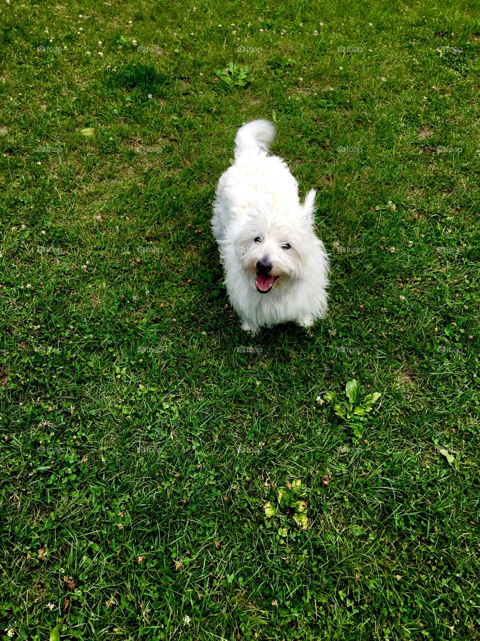 Cute west highland terrier smiling 