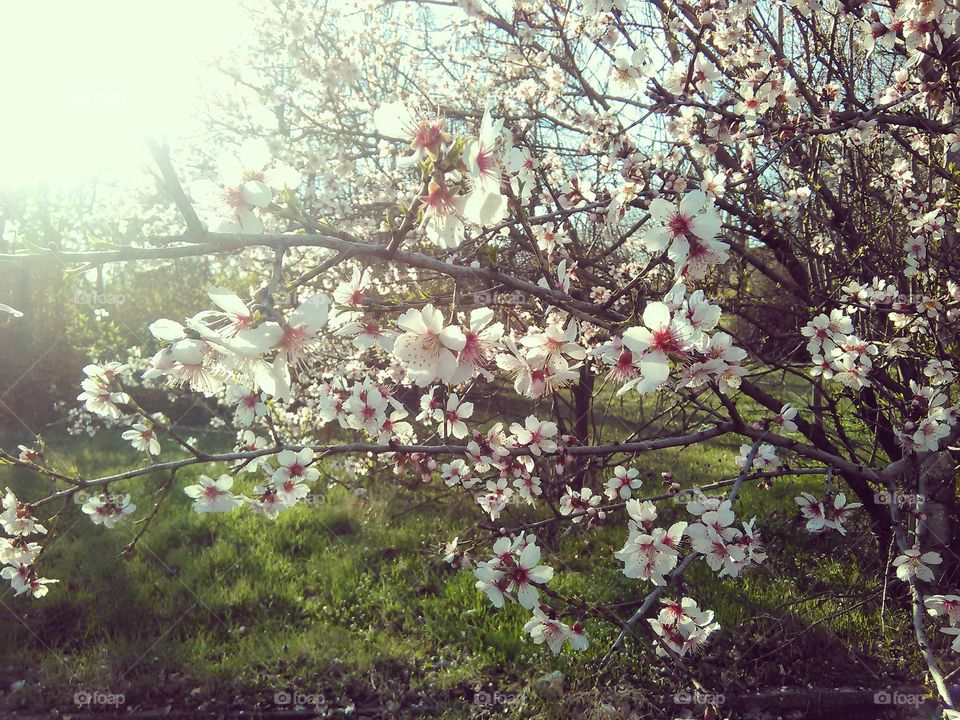 Close-up of cherry blossom flower