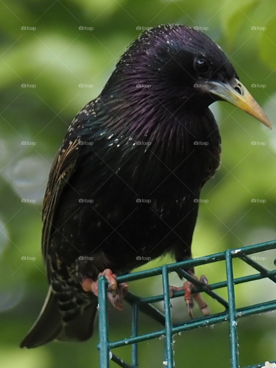 Starling