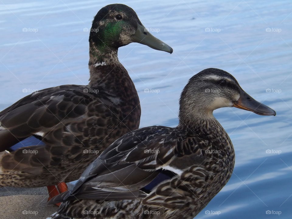 Mallard Pair at Brush Creek. I took this photo of two mallards at Brush Creek by the Country Club Plaza in Kansas City