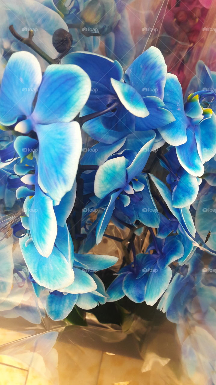 celestial orchid blue