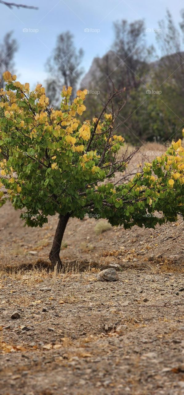 Autumn is the coloring of the leaves. Fall crayons are endless