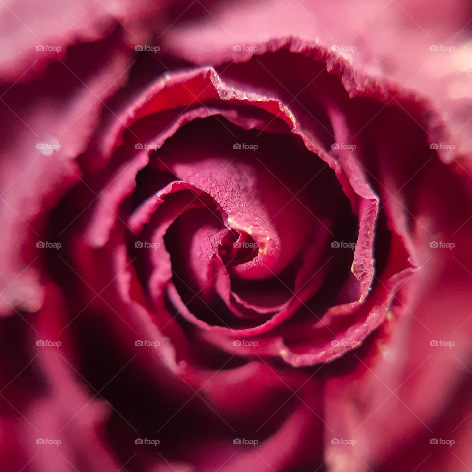 dry rose made with phone