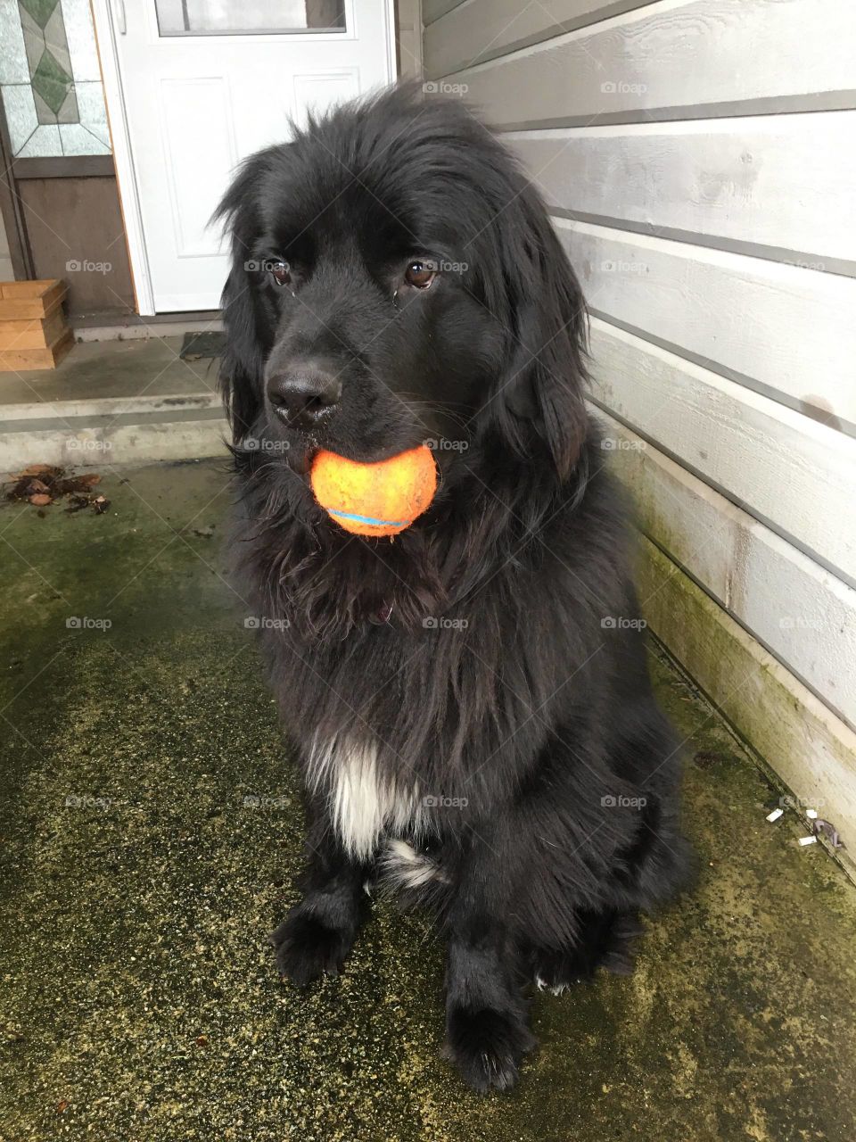 A dog and his Ball