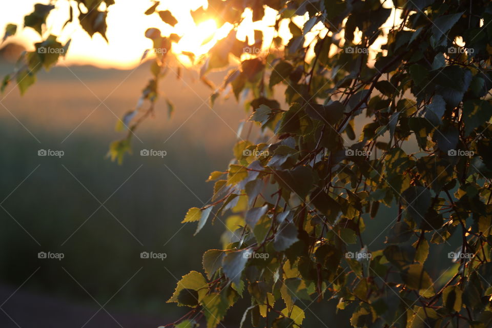 Close-up of birch tree leaf