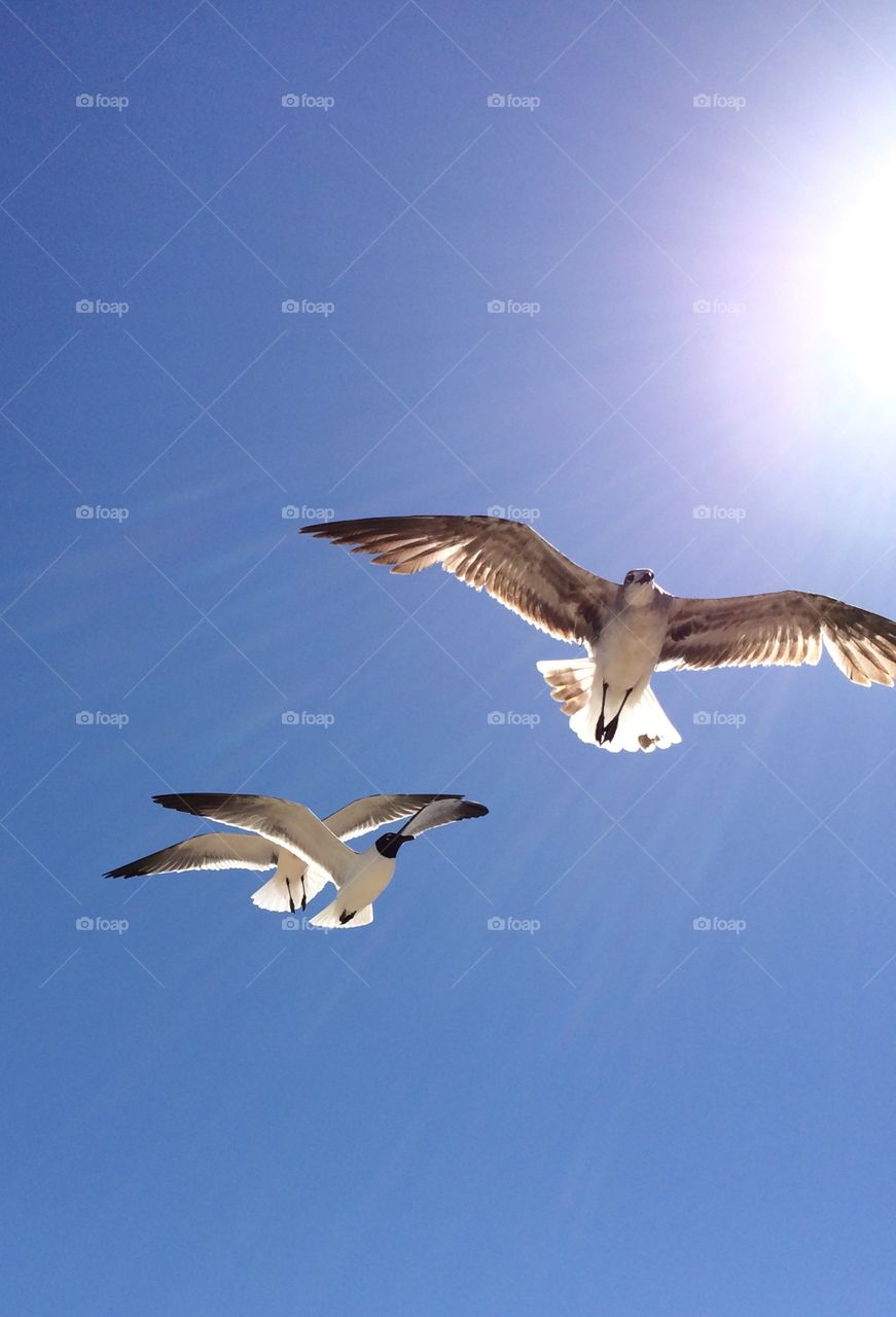 Seagulls flying at the beach