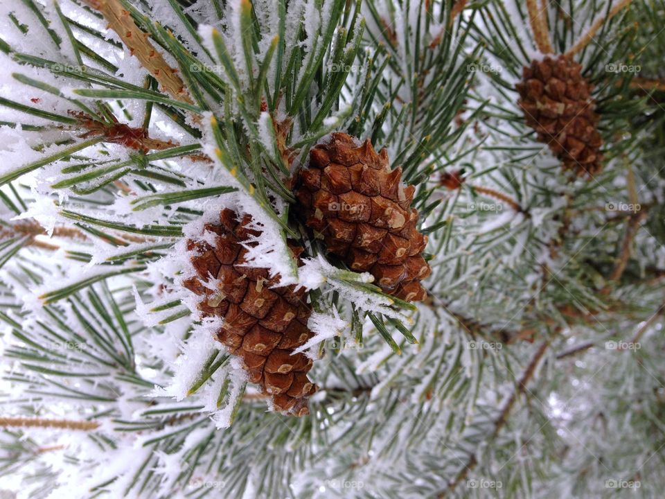 Sharp textured frost on detailed and textured pine cones hanging off a branch with brilliant green pine needles. 