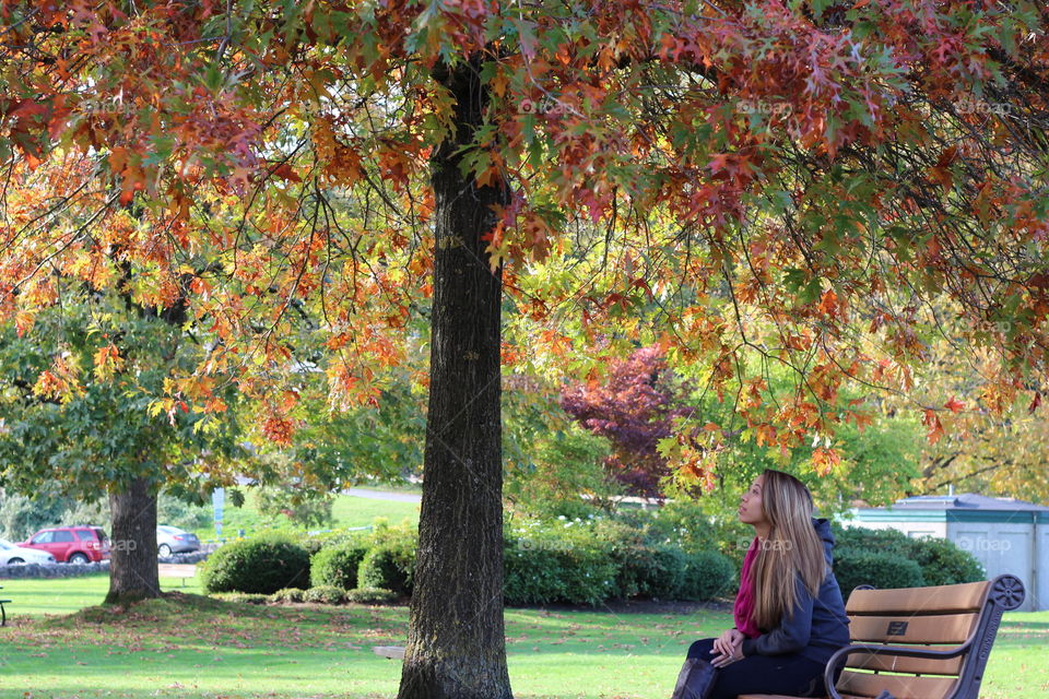 Fall, Tree, Leaf, Park, Nature