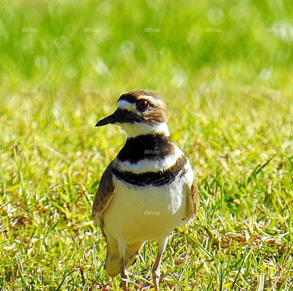 Killdeer-bird