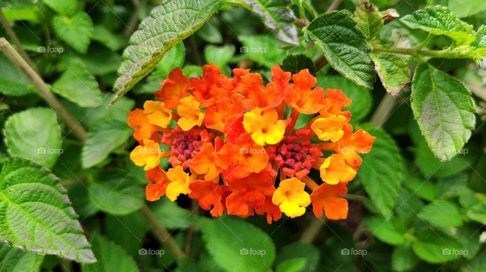 Lantana camara.