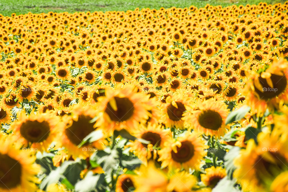 Sunflower, Nature, Flora, Flower, Desktop