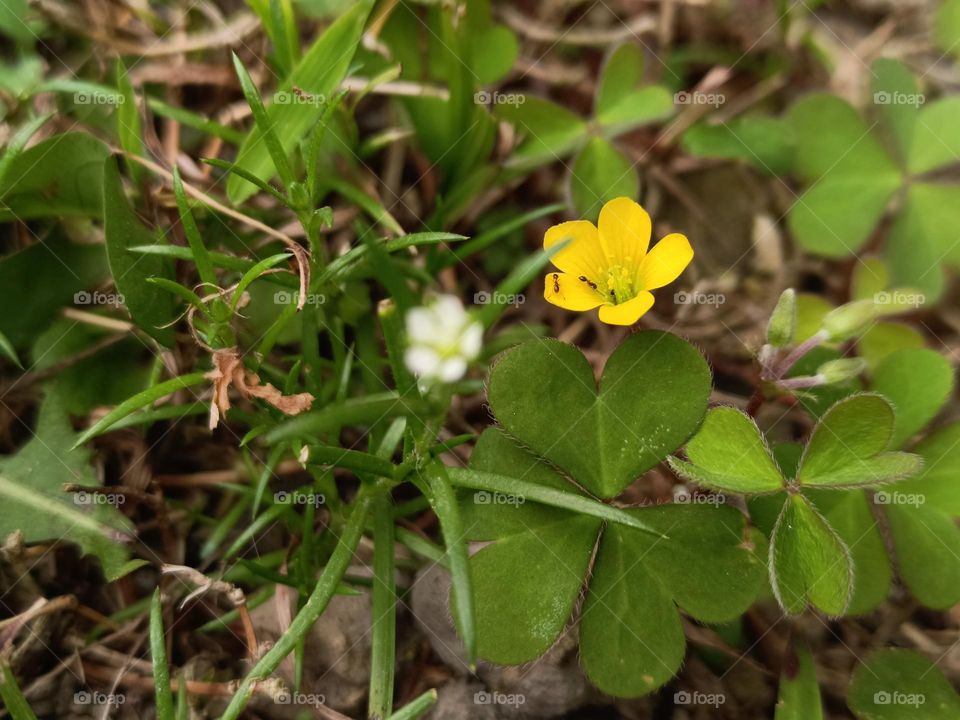 Creeping Oxalis