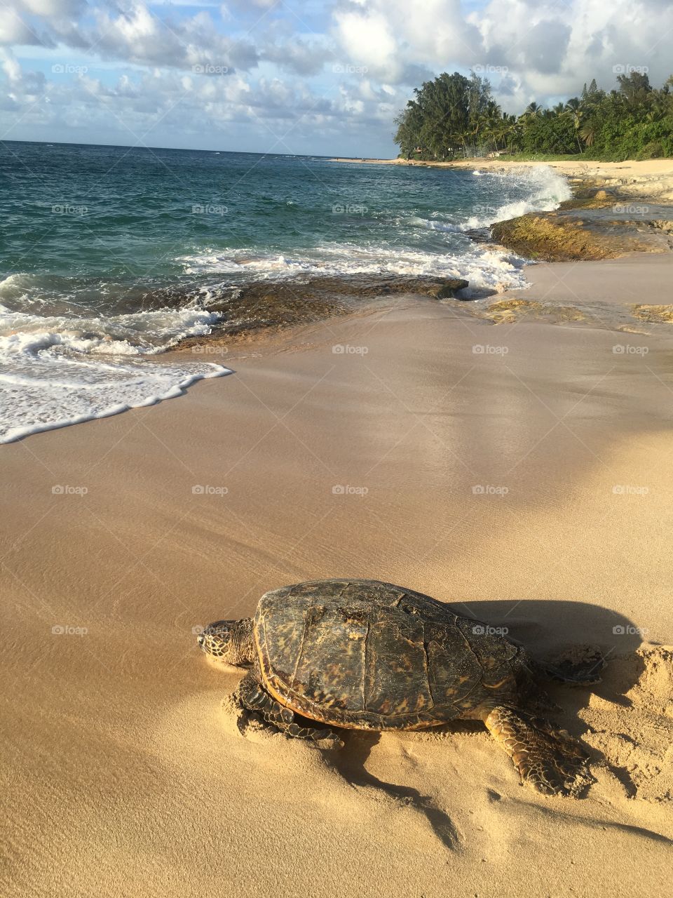 An old tortoise making his way to sea on the shores of on the beautiful, peaceful shores of Hawái. 