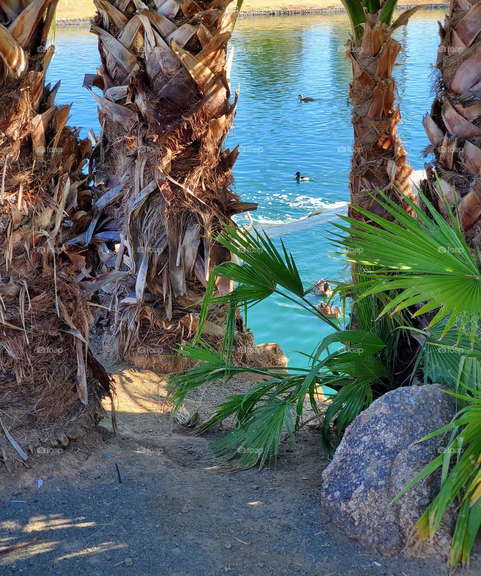 Palm Trees and Blue Water