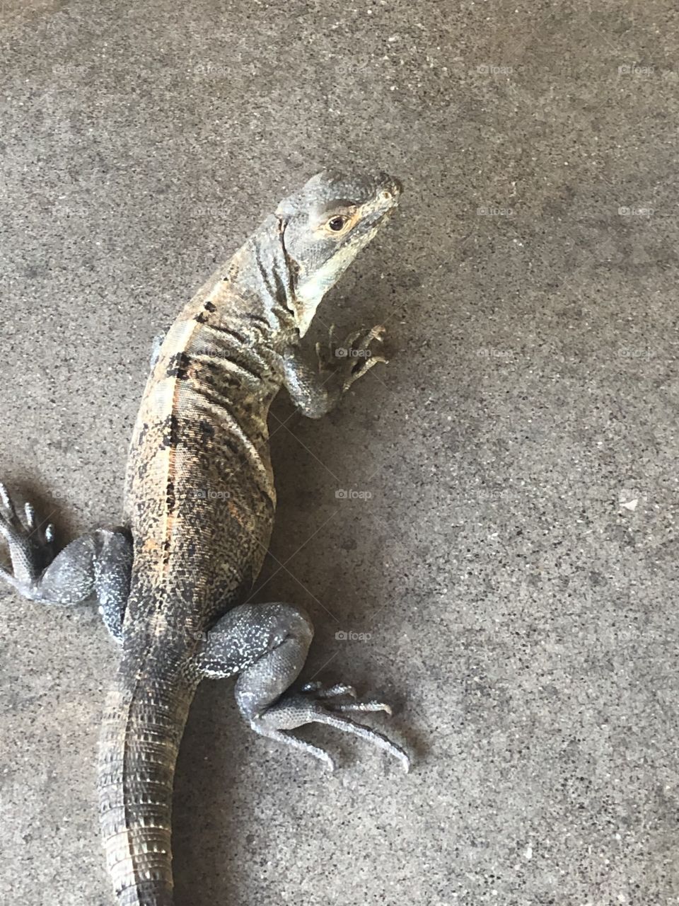 Costa Rican iguana quizzical 